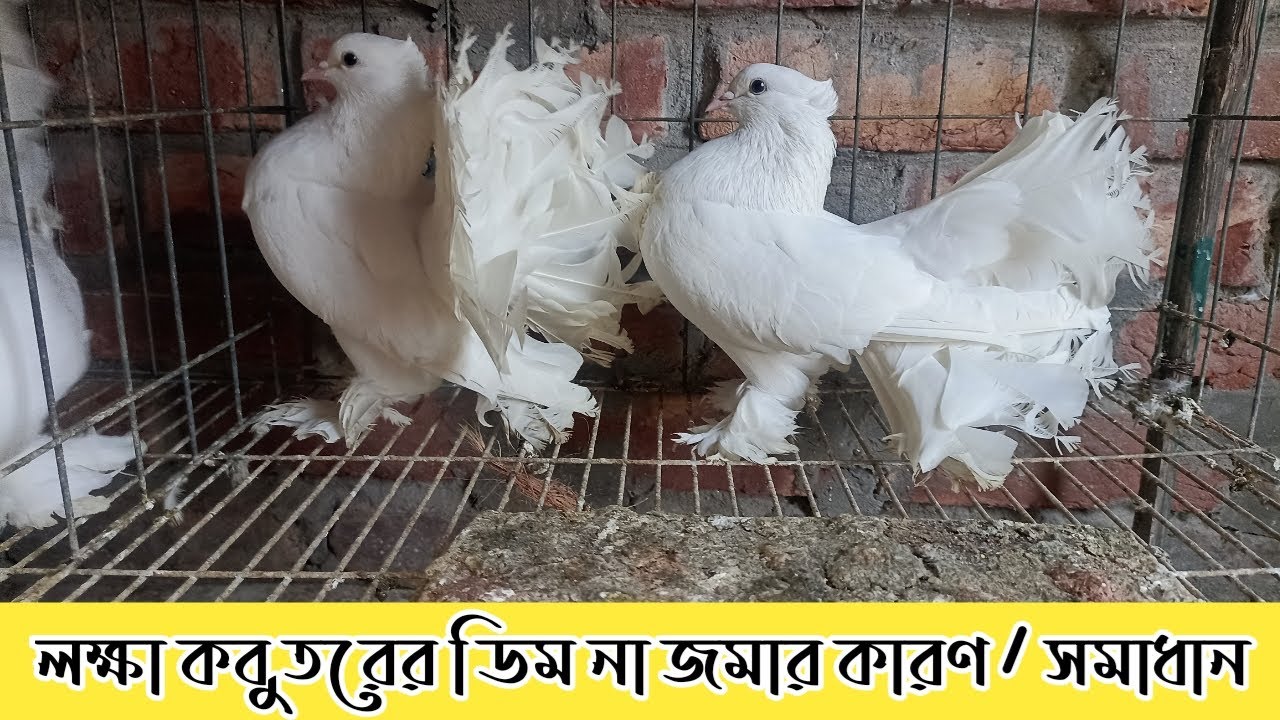 লক্ষা কবুতরের ডিম না জমার কারণ / সমাধান #কবুতর #pigeon #viral #kobutor #pigeonpigeon #kobutorer