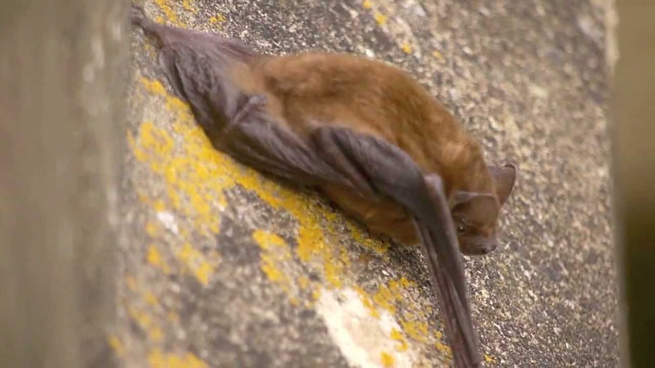 Noctule Bat (Nyctalus noctula)