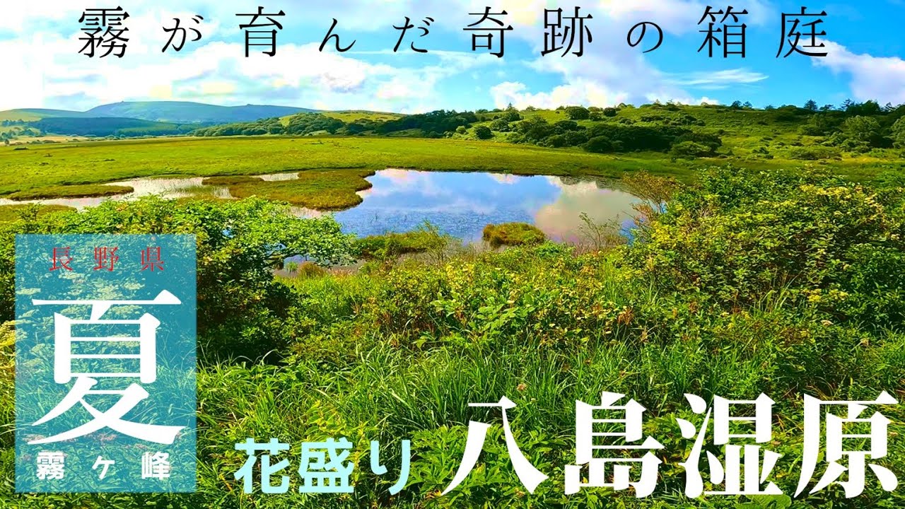 霧が育んだ奇跡の湿原 ハート型の八島湿原周回道は霧ヶ峰の人気スポット 花盛りの八島ヶ原湿原トレッキング
