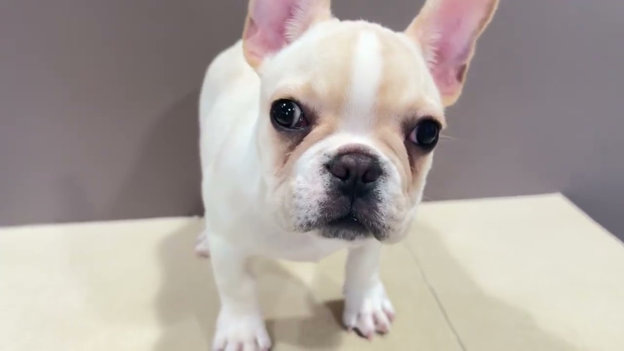 フレンチブルドッグ小振りな子