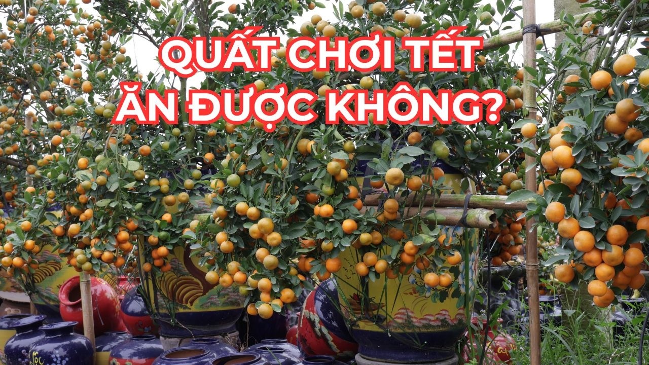 Chơi quất Tết cho bền: Đừng tưới nước máy, quả lại còn ăn được