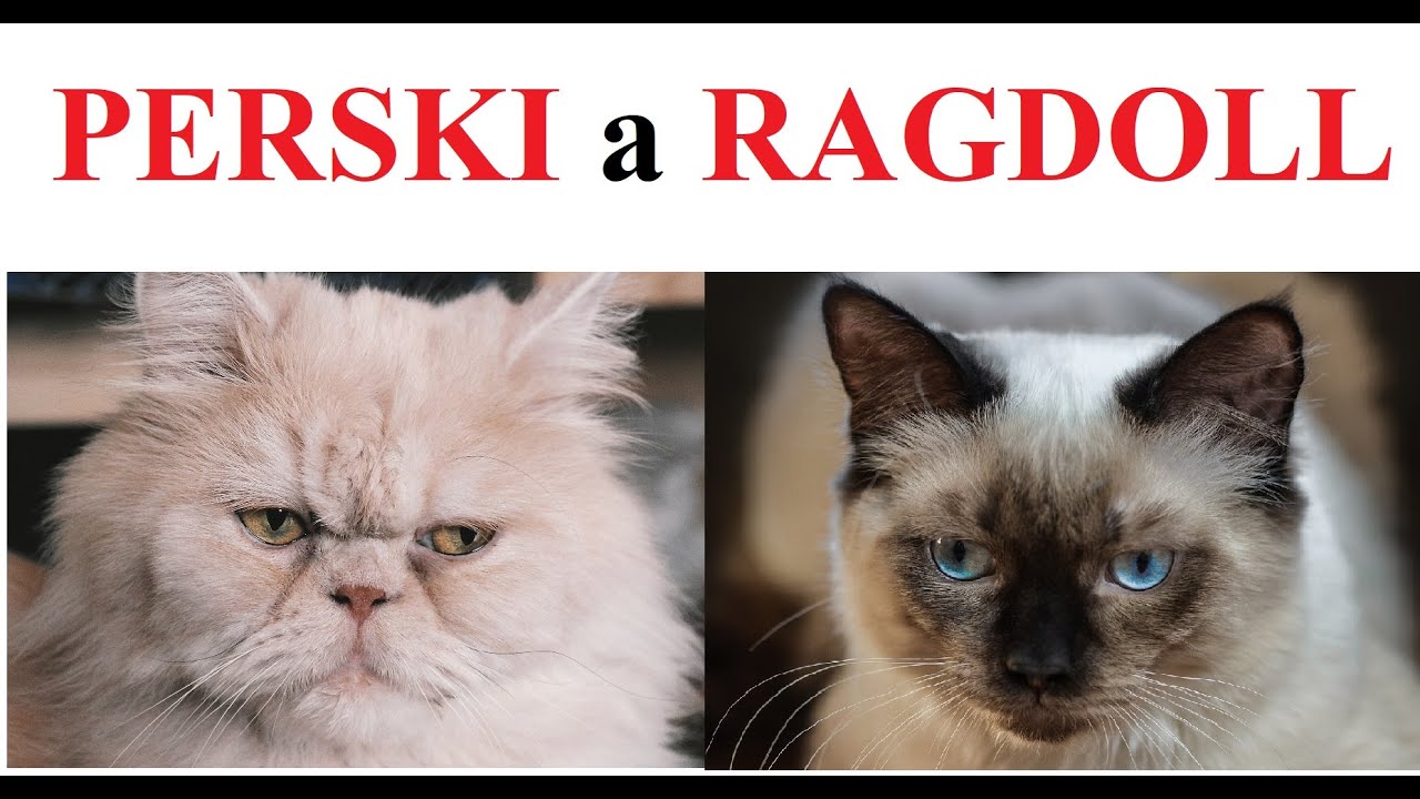 Kot PERSKI a RAGDOLL - porównanie