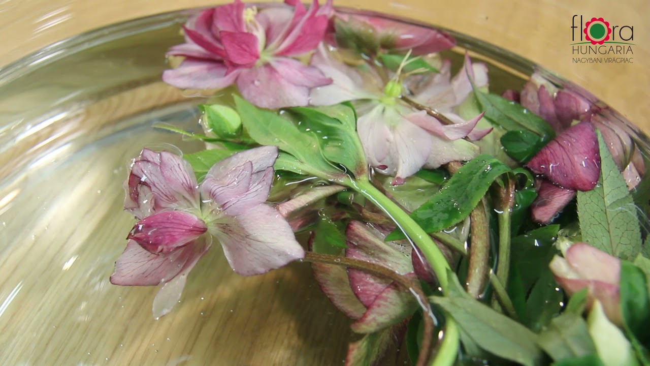 Hunyor – Helleborus