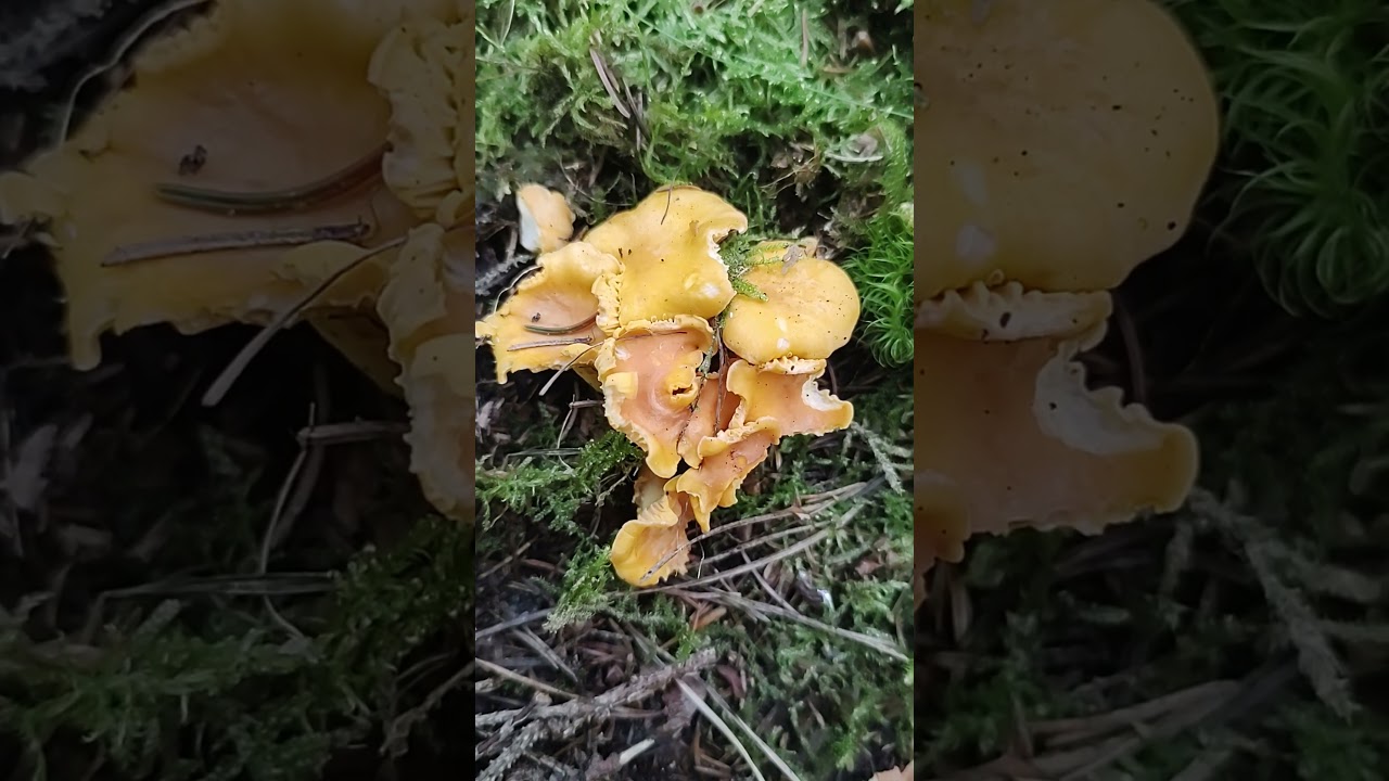 Pilze/Fungi.  Canhtarellus cibarius. Лисичка обыкновенная