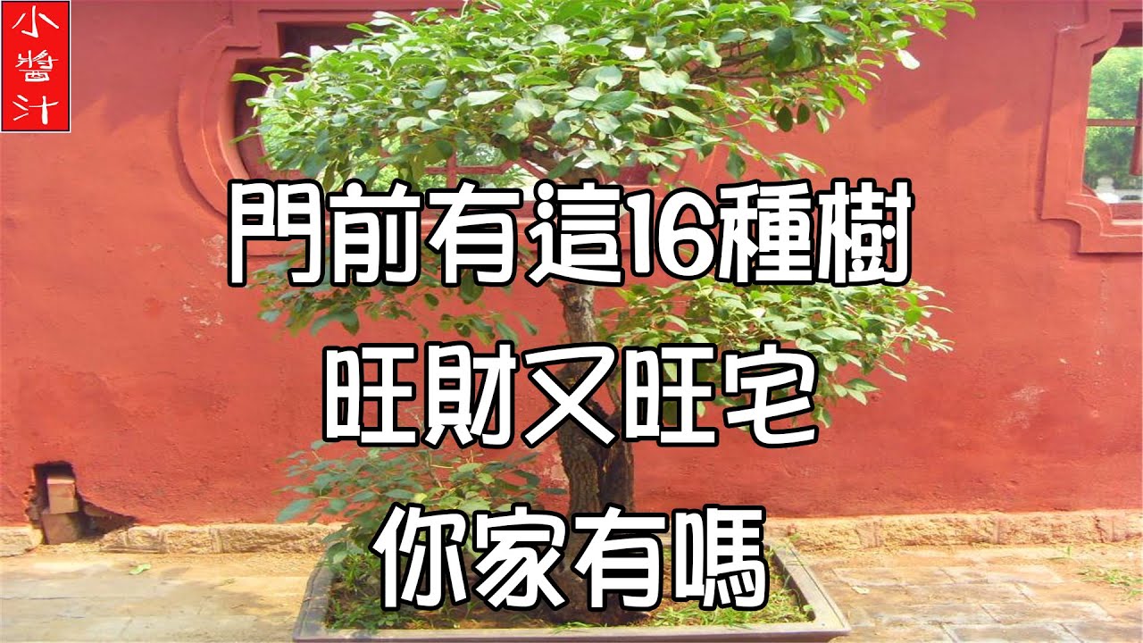 【樹木風水】門前有這16種樹，旺財又旺宅，你家有嗎？