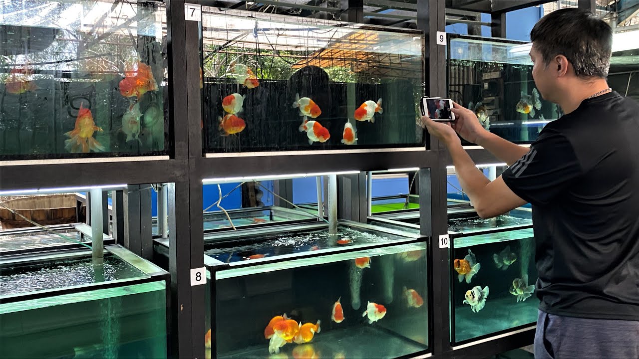 LIOW VIDEO: Visit Goldfish Palace 金鱼宝殿之游