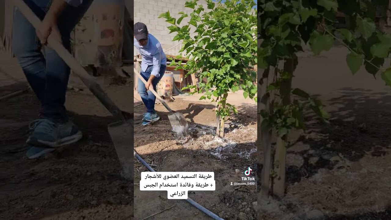 طريقة التسميد العضوي + الجبس الزراعي #البحرين #زراعة