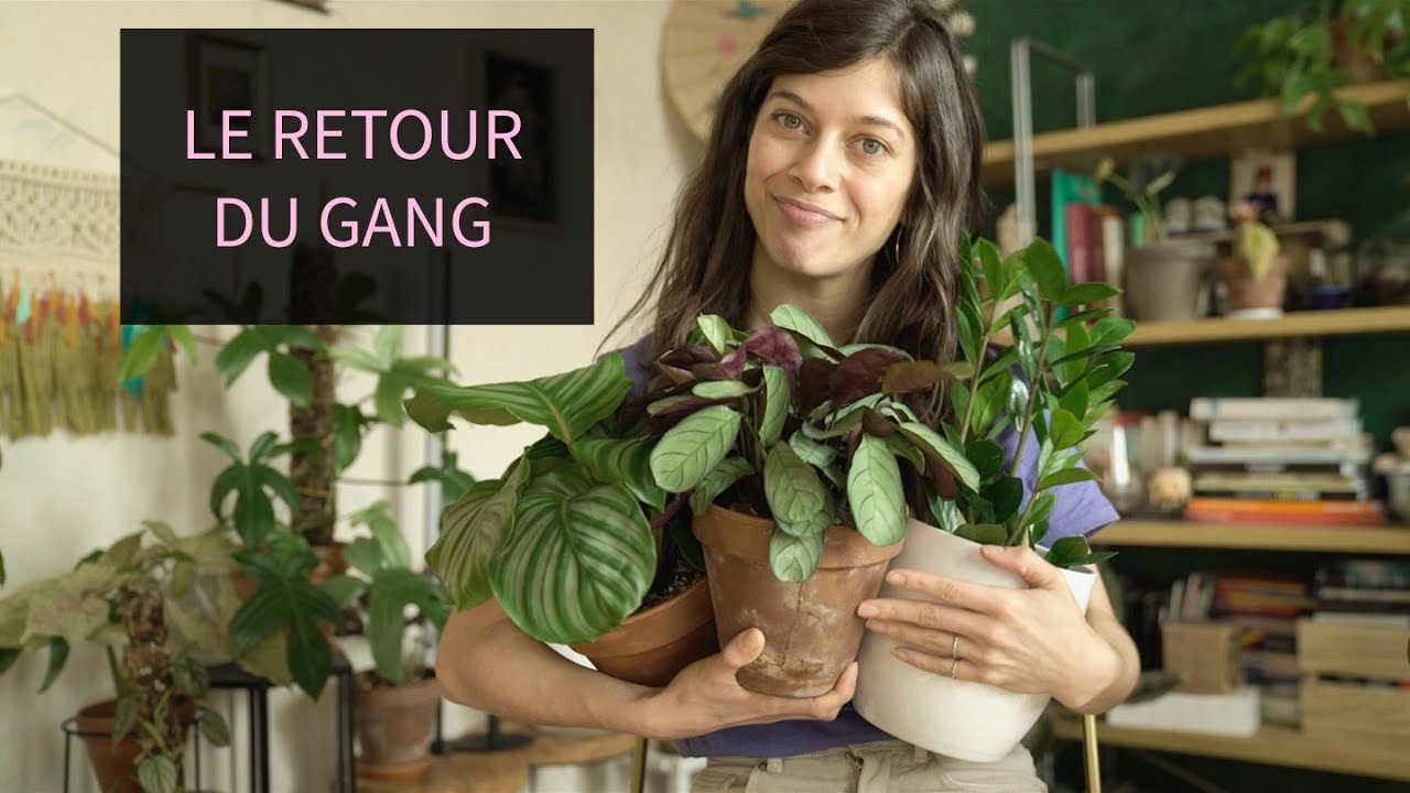 #2 HAUL PLANTE | SHOPPING SUR INTERNET