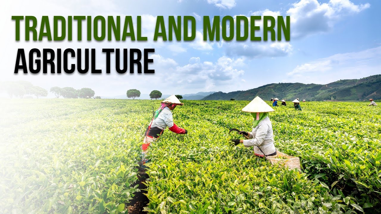 Traditional and Modern Agriculture