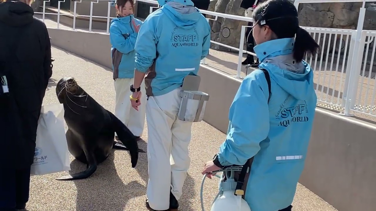 大洗水族館アシカお散歩ナッツさん26/01/15-12:30