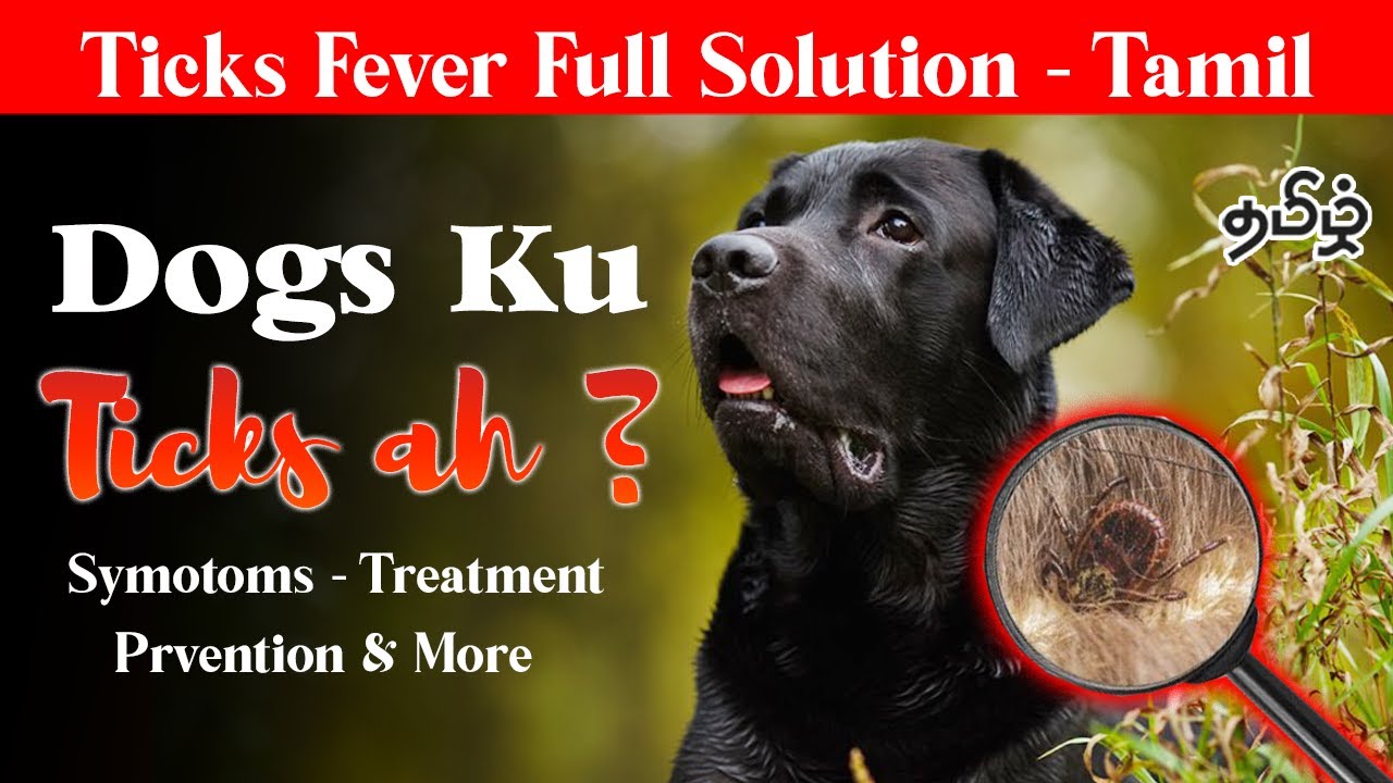 Dog Ticks Fever Symptoms,Prevention,Treatments in Tamil