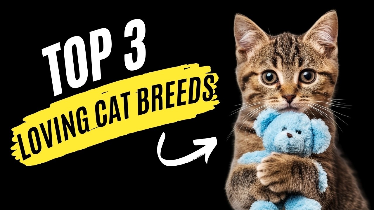 Which Cat Breed is the Most Affectionate?