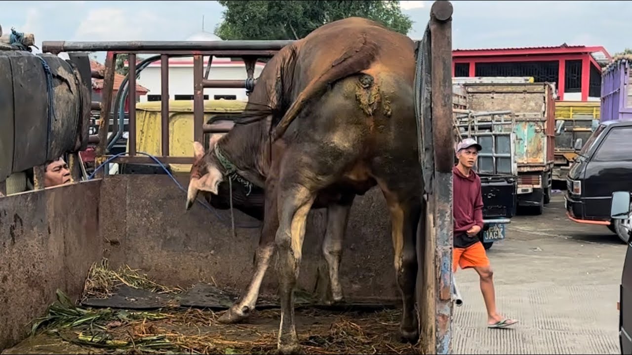 Страшная и злая корова, одержимая демоном.