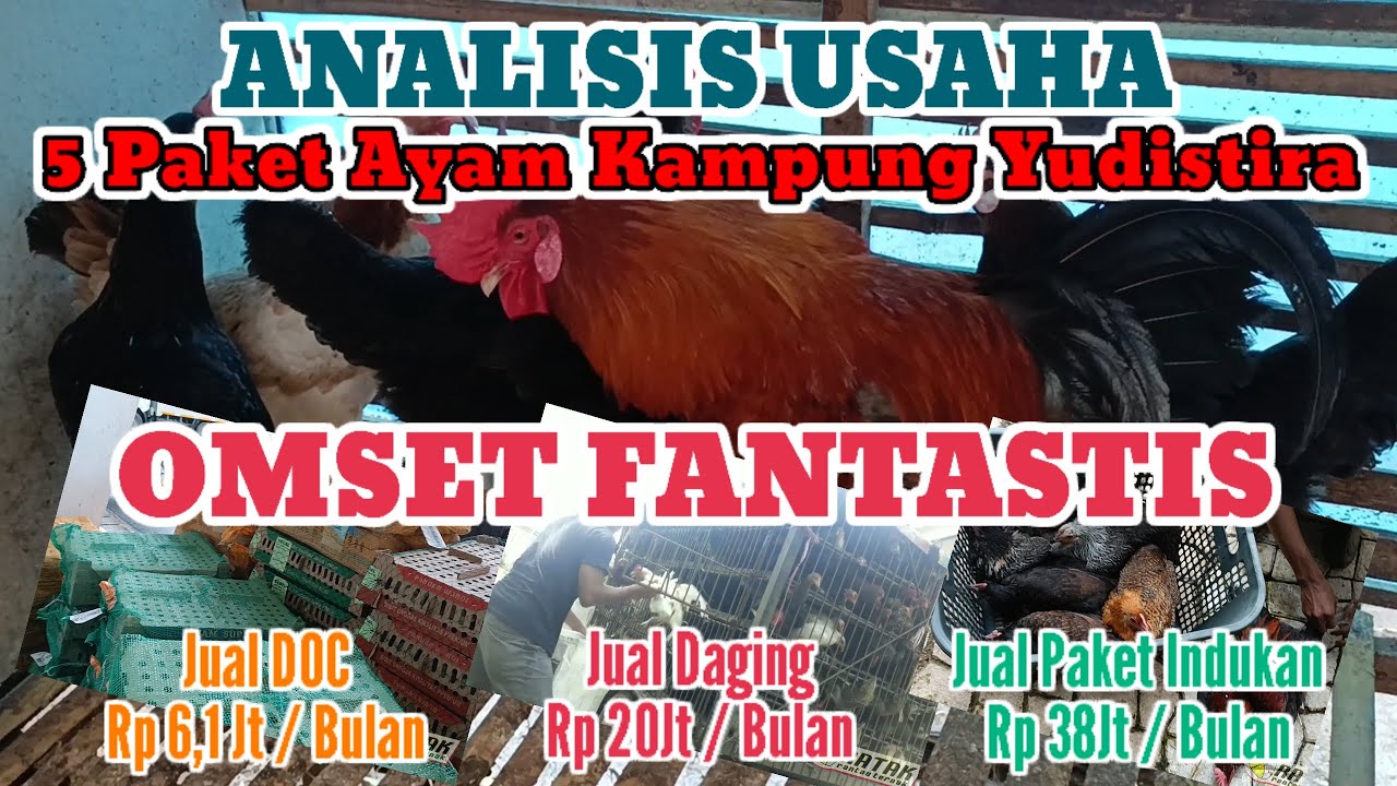 PENGHASILAN FANTASTIS ! HANYA DARI 5 PAKET INDUKAN AYAM KAMPUNG YUDISTIRA |TERNAK OMSET PULUHAN JUTA