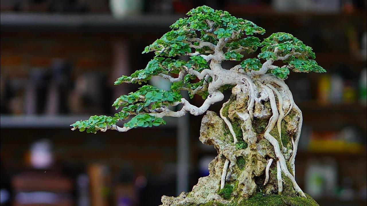 INSPIRASI BONSAI SANCANG SELALU DI HATI
