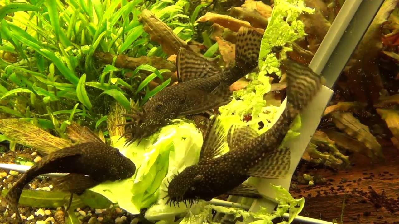 Antennenwelse futtern Salat im 200 Liter Aquarium - Zbrojnik niebieski