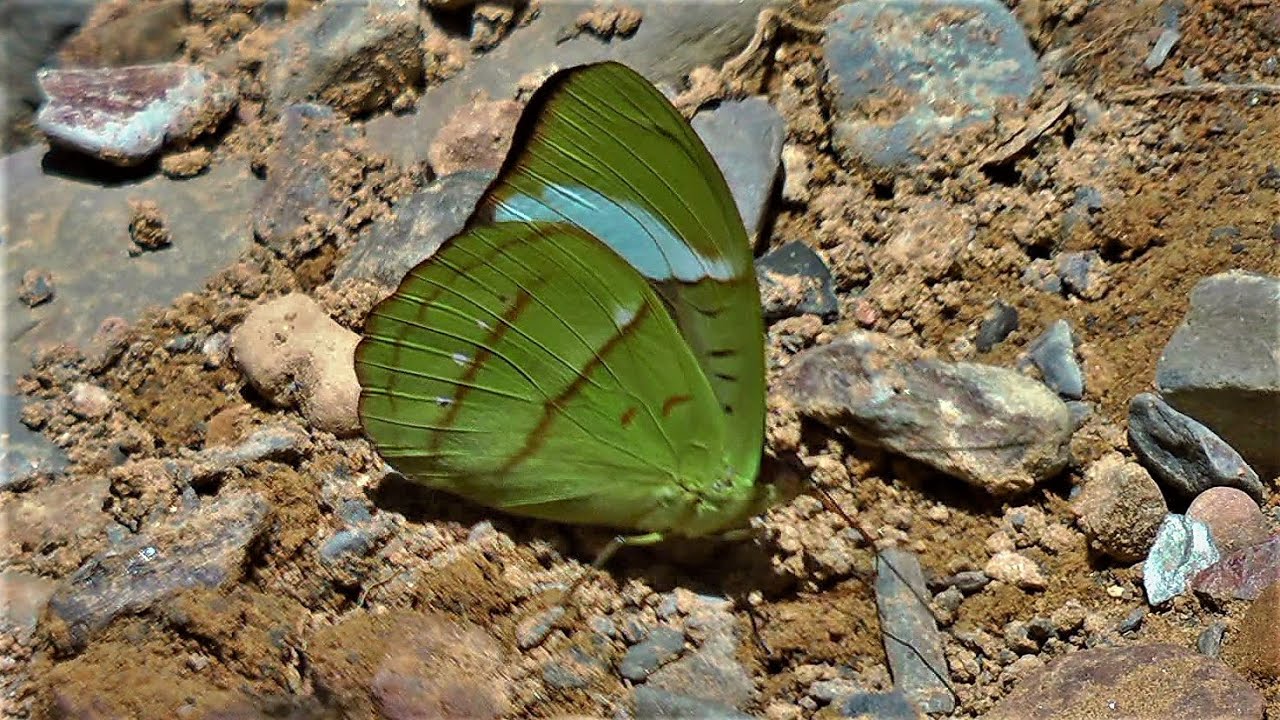 Butterflies from Yungas 2011 part 1
