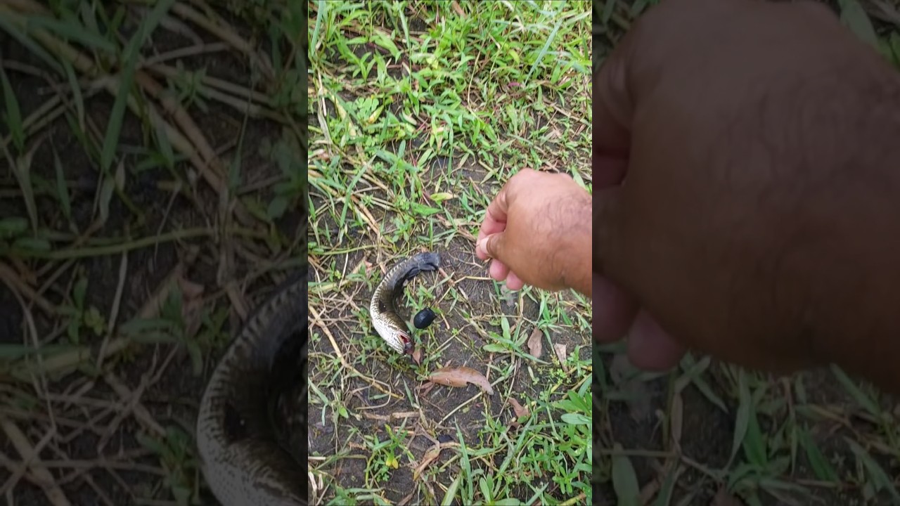 ഈ ഫ്രോഗിൽ മീനടിച്ചാൽ മിസ്സാവാറില്ല 🥰 #fishing #trending #shorts