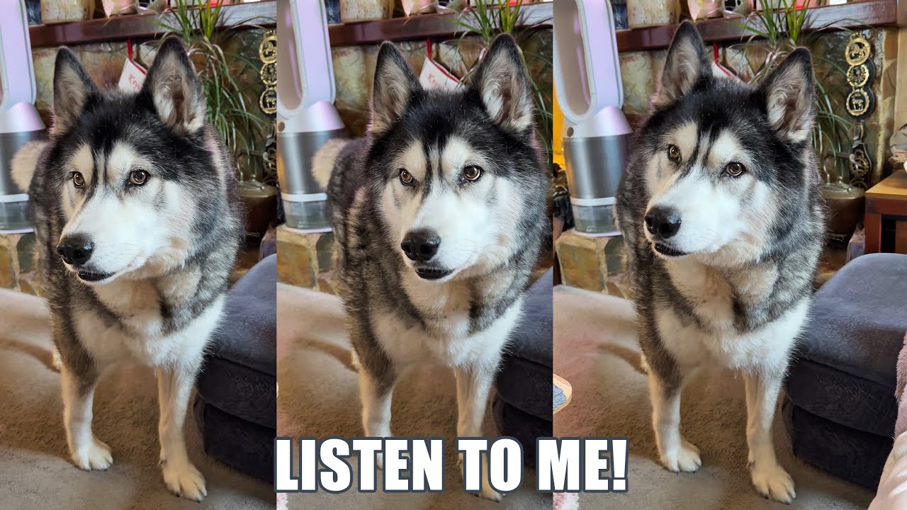 Ignoring My Husky Was A MISTAKE! He Hates Phones!