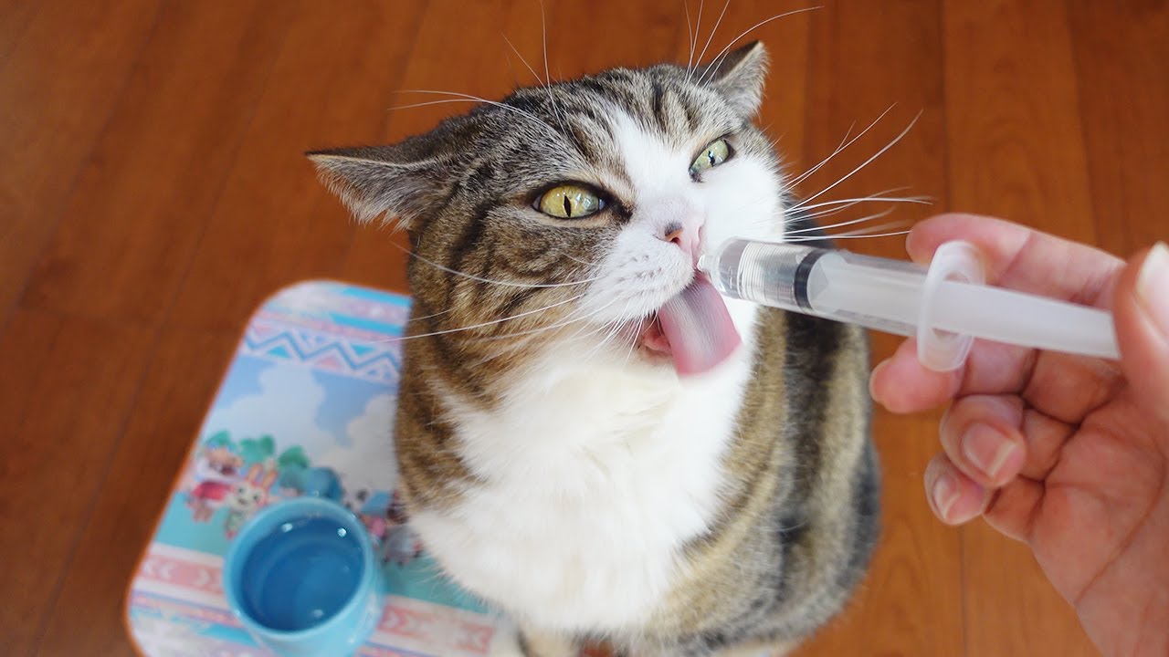 強制給水されるねこ。-Cat and forced water supply.-