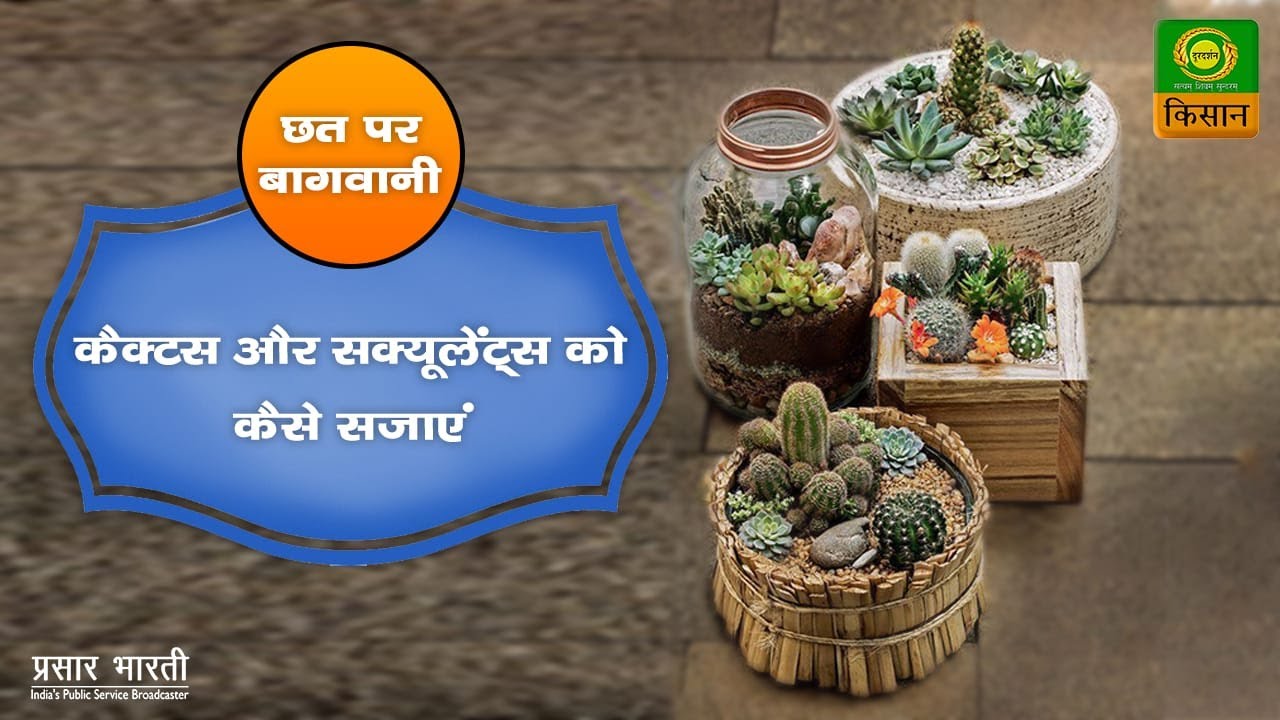 Chhat Par Bagwani :  Beautiful arrangement with cactus & succulents | Feb.06,2021