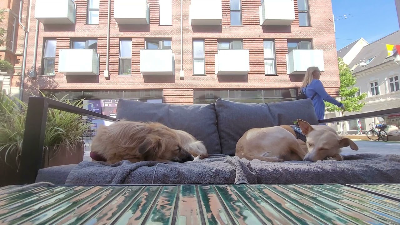 Dogs chilling. [lofi chill beats]