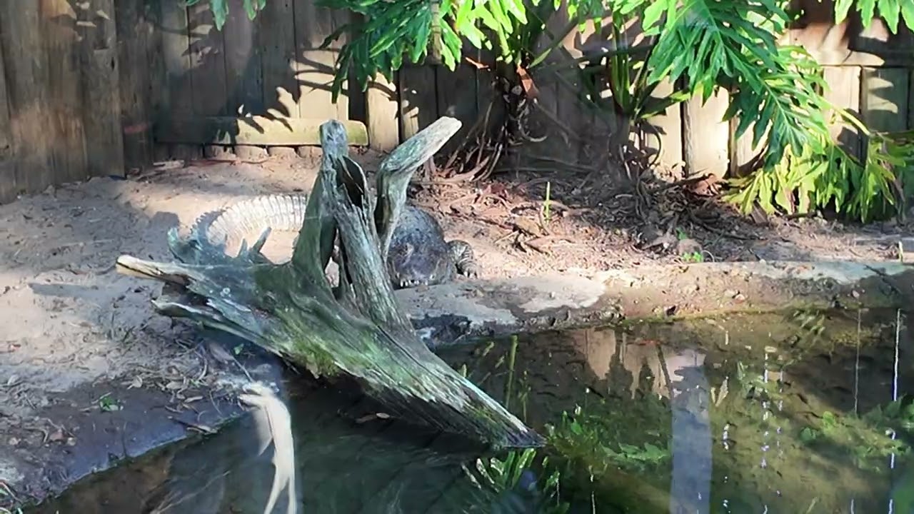 aligator Farm