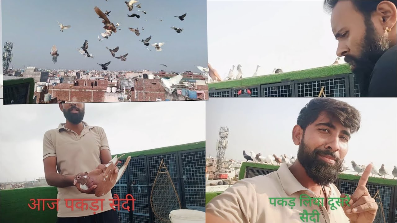 आज पकड़ा सैदी का कबूतर #pigeon #new video 📸