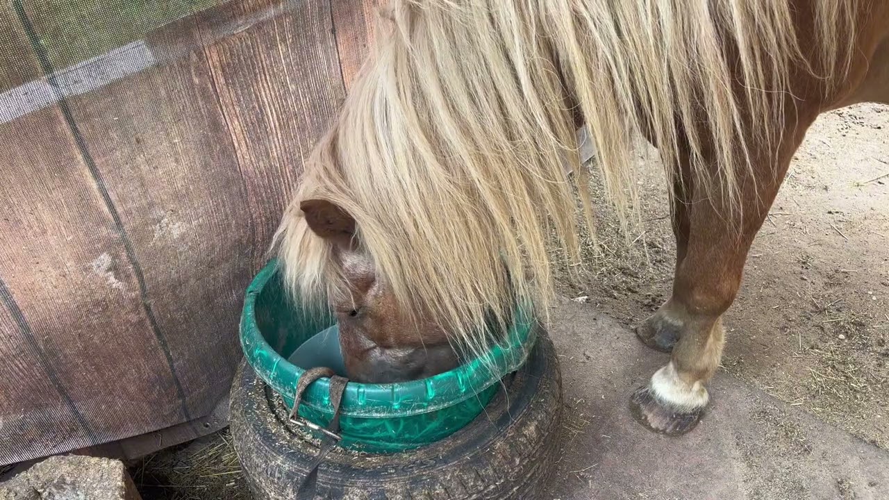 Pferd frisst. ASMR #asmr #asmrcommunity #asmrnature #asmrsounds #asmrvideo #asmreating #asmrfood
