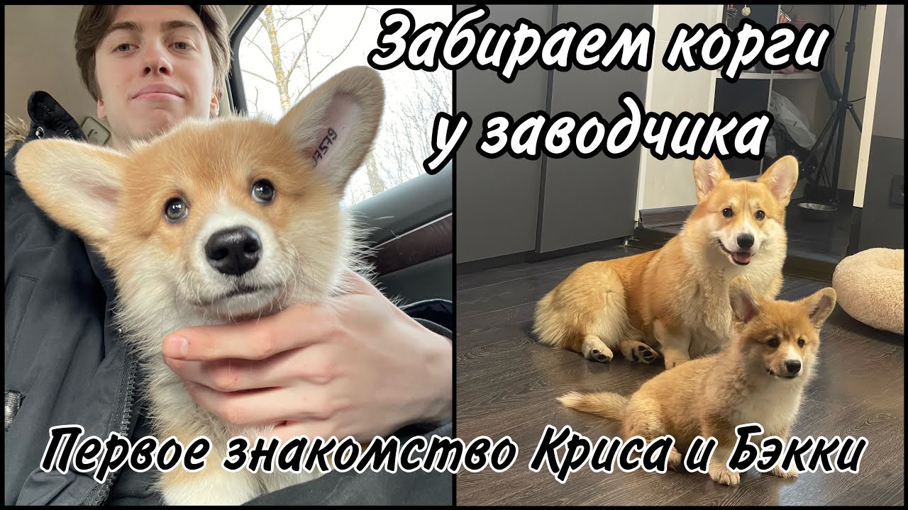 Забираем щенка Корги у заводчика, первое знакомство с Крисом