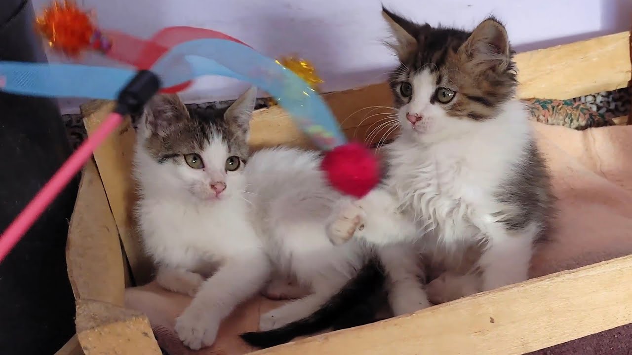 Playing With Kittens Is So Much Fun