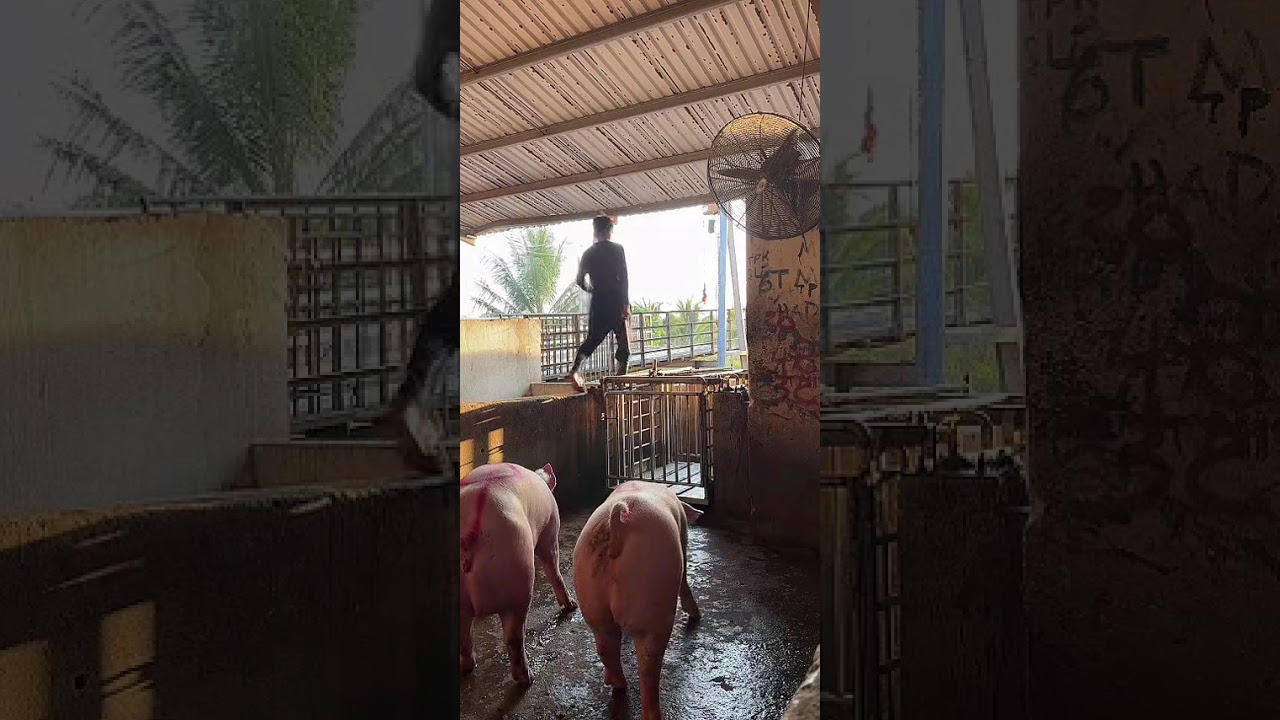 @cadacsan 🐽 Cậu Bé Lùa Heo về trại đang cháy hàng giá 7X ở Miền Nam #muaheo #lùaheo #giaheoupdate