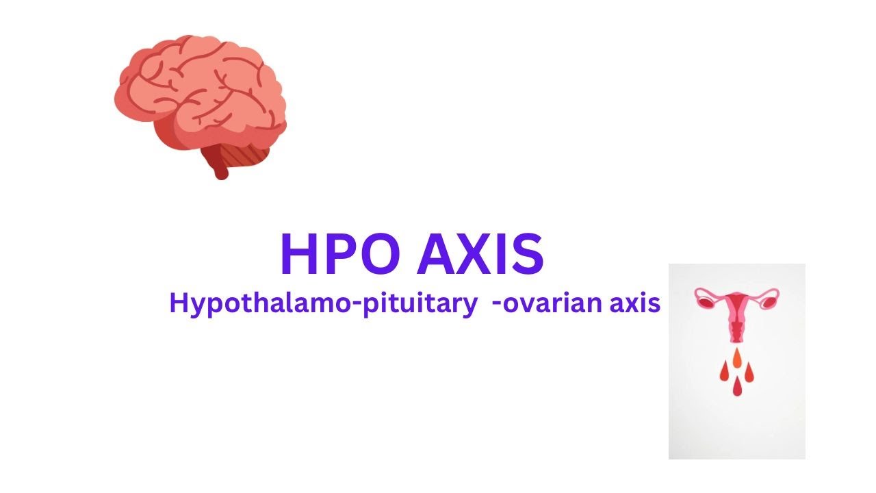 HPO AXIS- EXPLAINED IN DETAIL