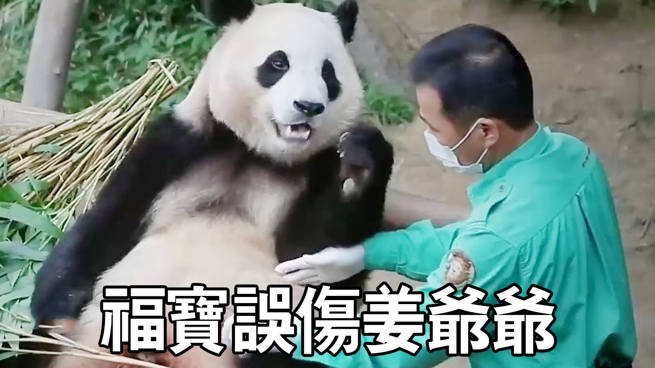 福寶誤傷到姜爺爺，爺爺一點都不怪福寶，還覺得是自己弄痛了福寶【有趣的喵哇】