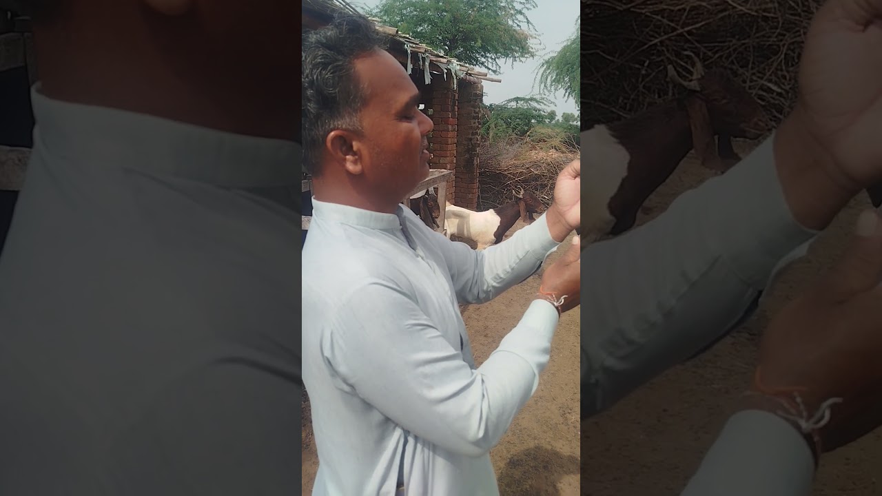ETV Vaccine to Goats.#tuf #animals #farming #vaccine #sheep #goat #villagelife #ytshorts #samaro #yt