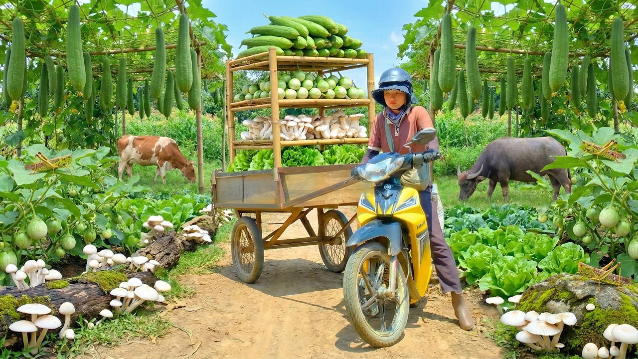 Harvest A Truckload Of Green Eggplant, Luffa, Lettuce, Mushrooms To Sell At Market &  Cook With Them
