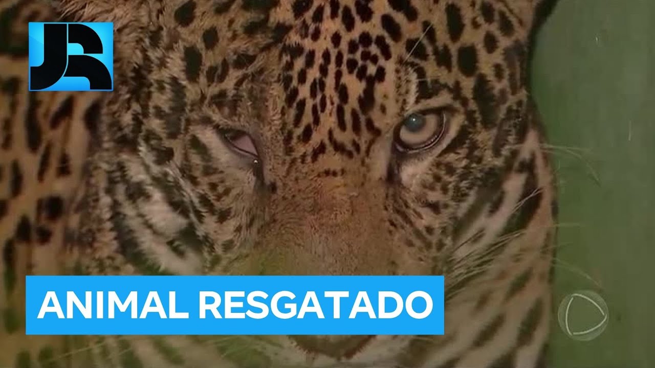 Onça-pintada é resgatada depois de nadar por 8 horas no Rio Negro, em Manaus (AM)