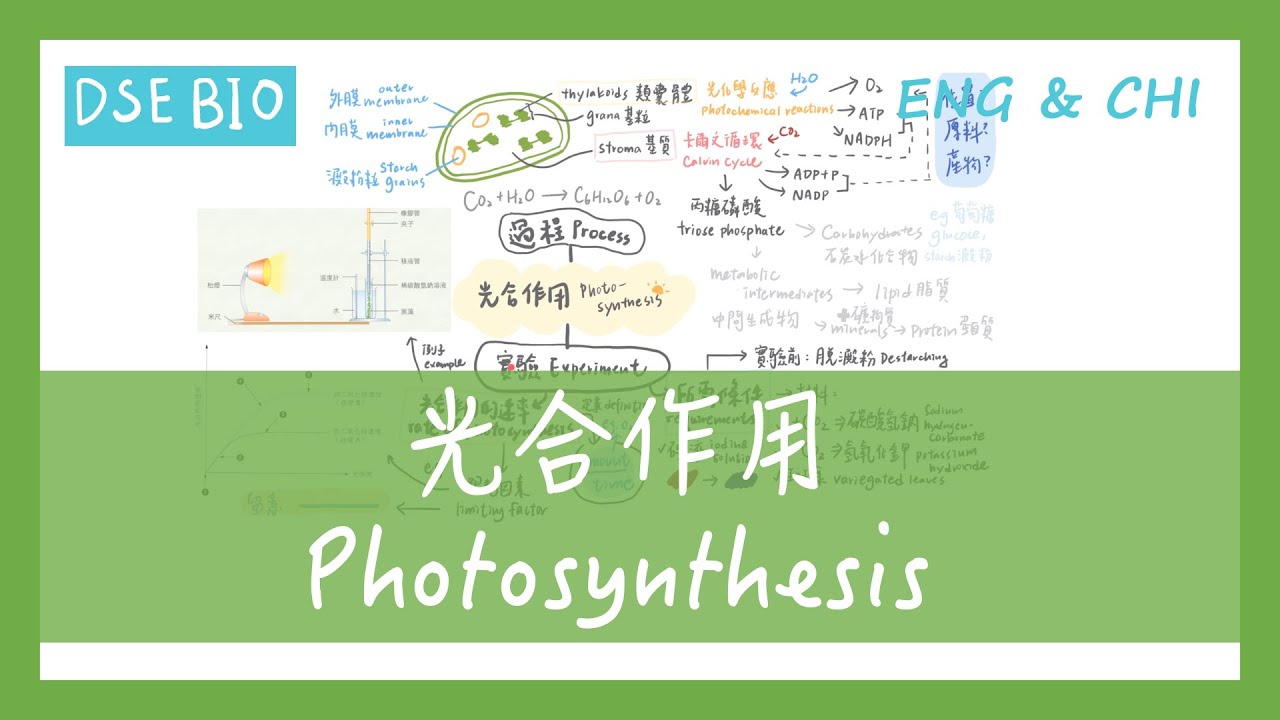 [DSE BIO - 課文重點] 16分鐘講完【光合作用 Photosynthesis】！