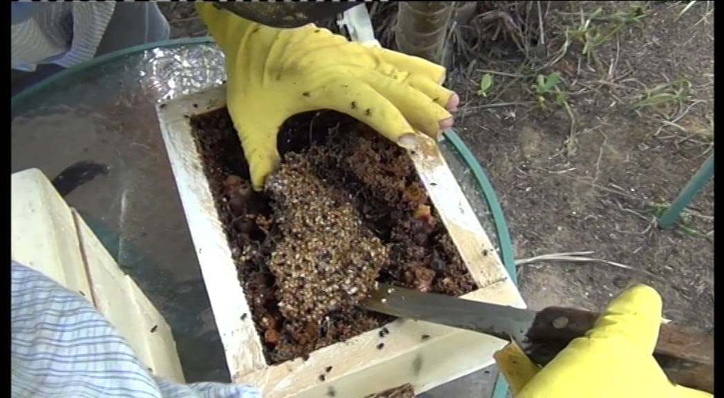 Australian Native Bee Hive splitting
