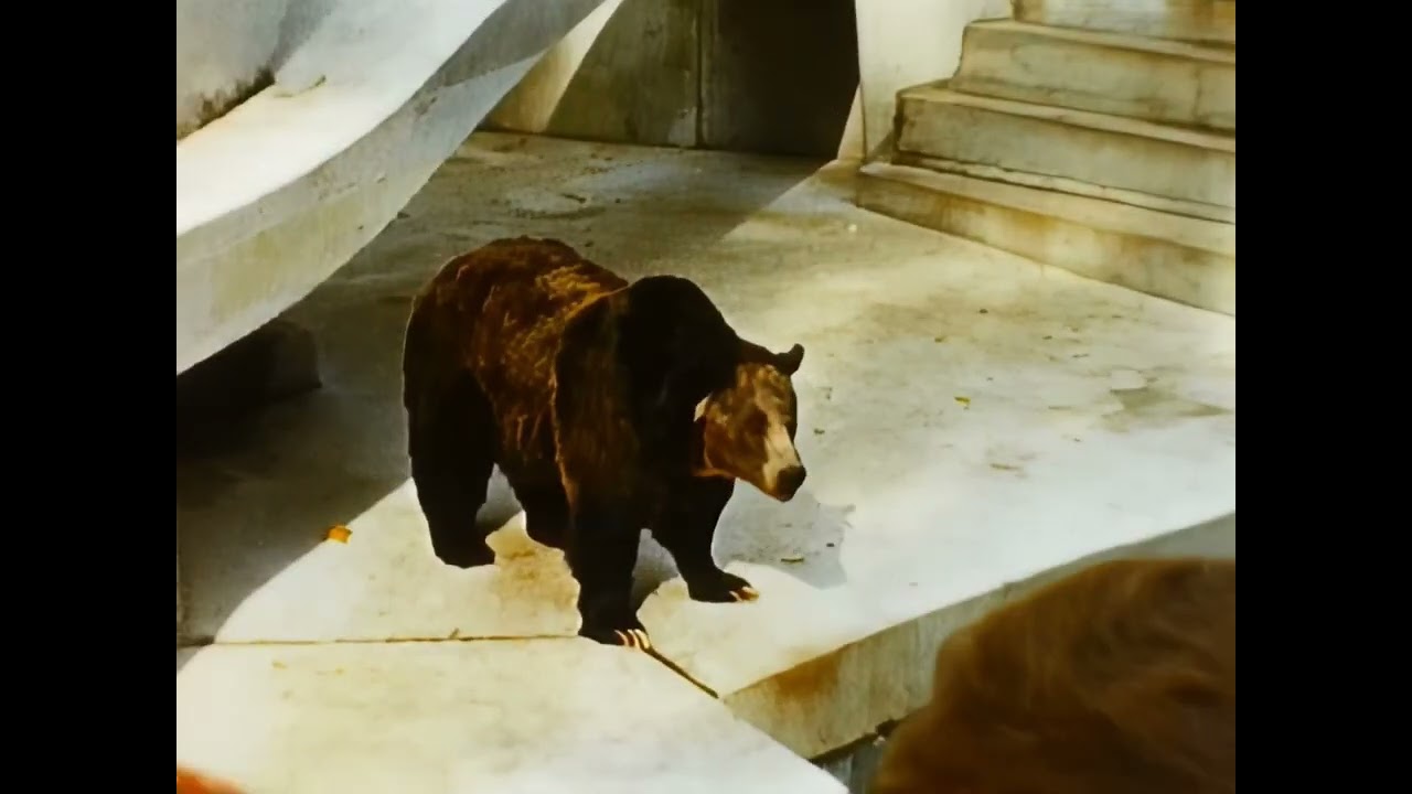 Stanley Park Zoo Memories