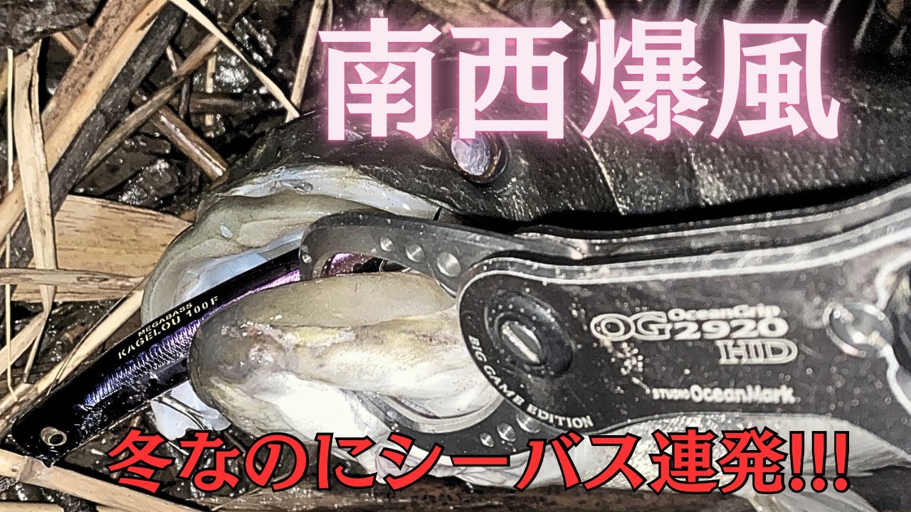 冬なのにシーバス連発！キーは南西爆風？！