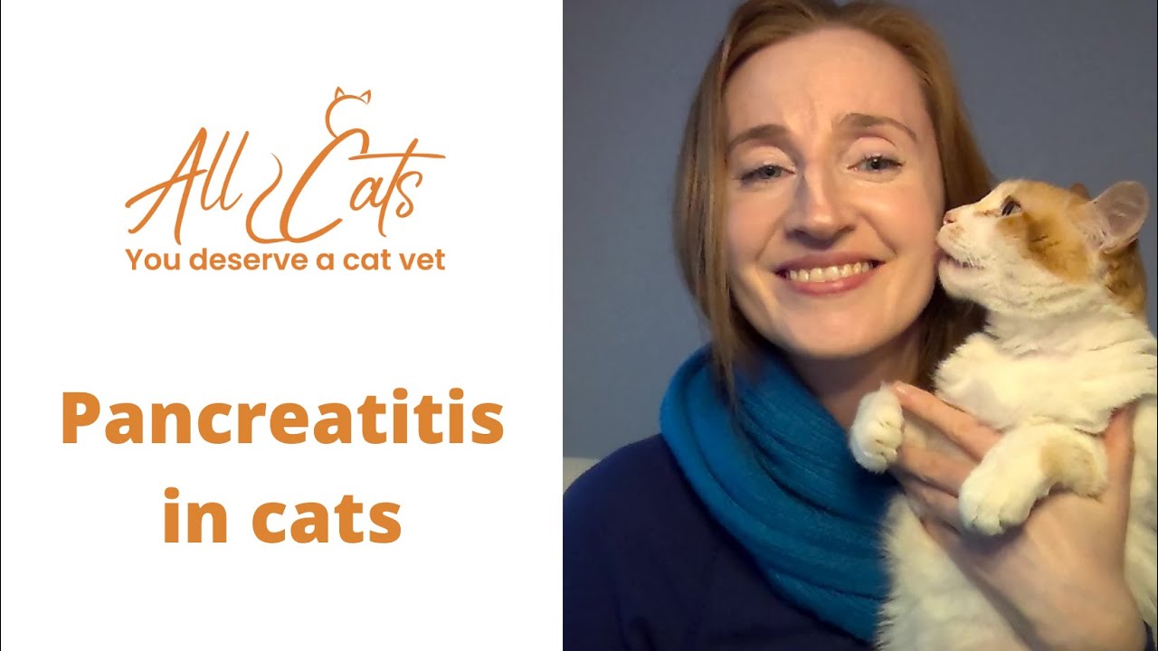 Pancreatitis in cats