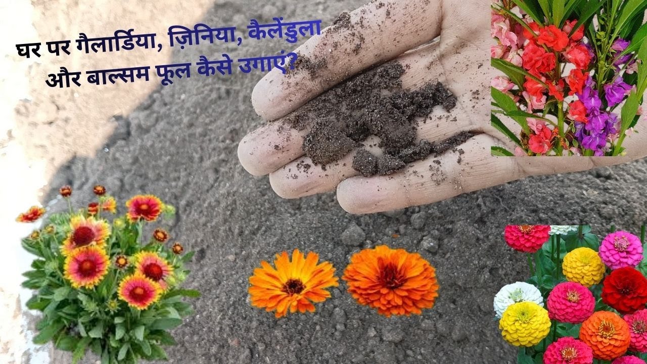 घर में फूलों के बीज कैसे बोएं || Vlog 20 ||
