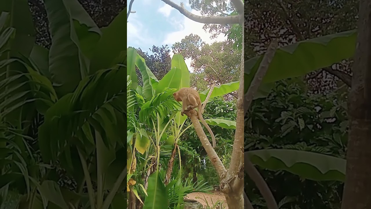 Monkey Daily Show #monkeyaction #monkeytime #monkey