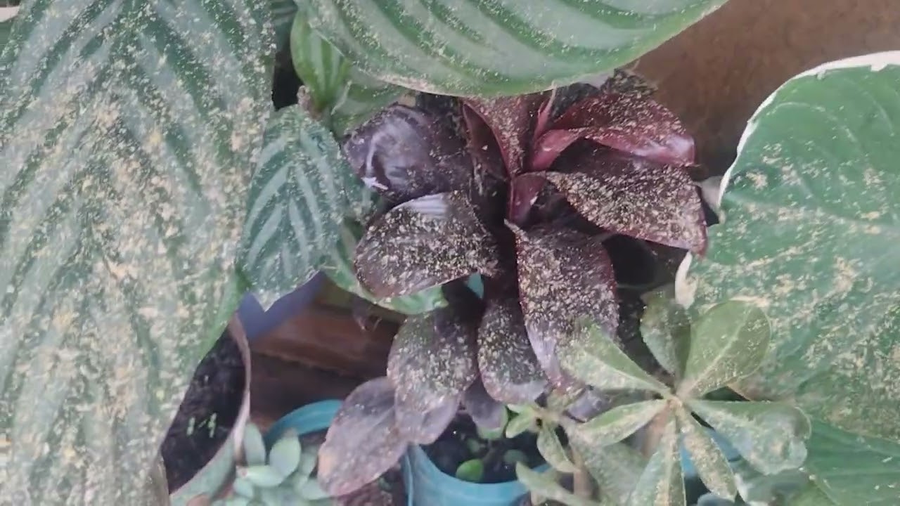 Mostrando as minhas plantinhas aqui no quintal 