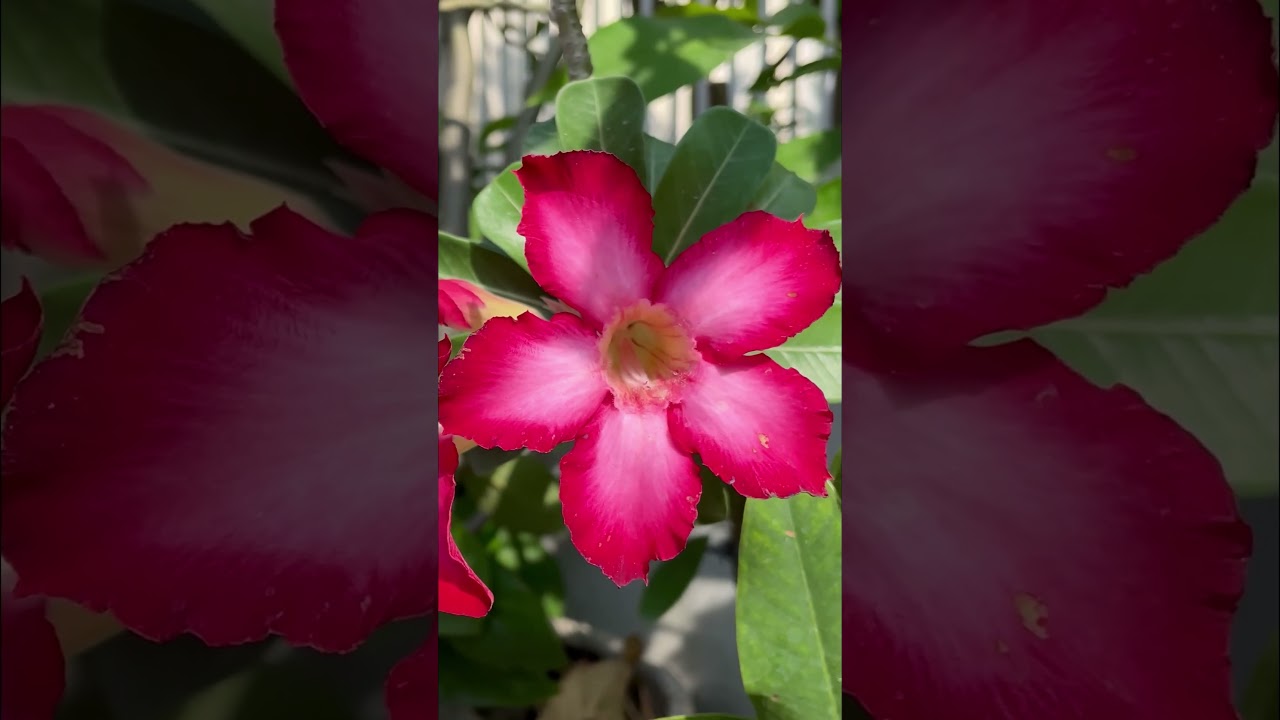 How to Force Adeniums to Bloom  Proven Tips for Tons of Flowers