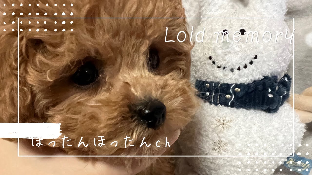 【トイプードルブリーダー】出産後～子犬の巣立ち後の様子・成長記録-ロイド君（生後0ヶ月～生後2ヶ月）