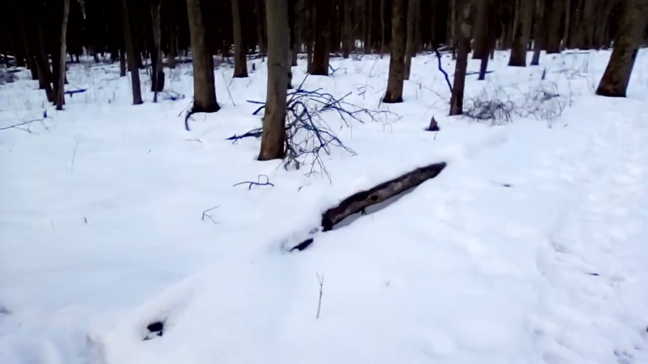 Wight Oaks Loop to Old Structure and Out 2-14-26 Cleveland Metroparks