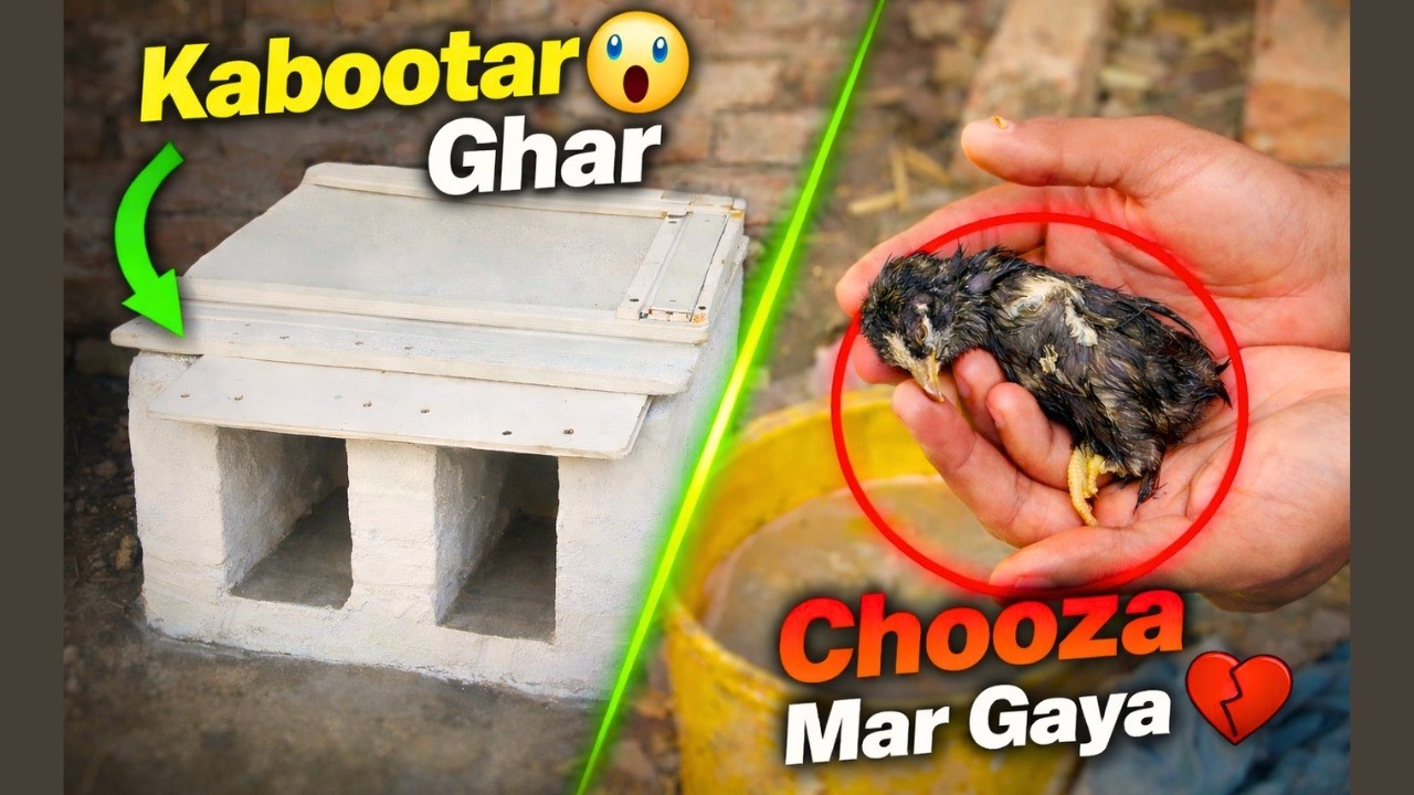 Naya Kabootar House Bana Diya 😱 | Chooza Mar Gaya 💔 | Garage Zoo Vlog