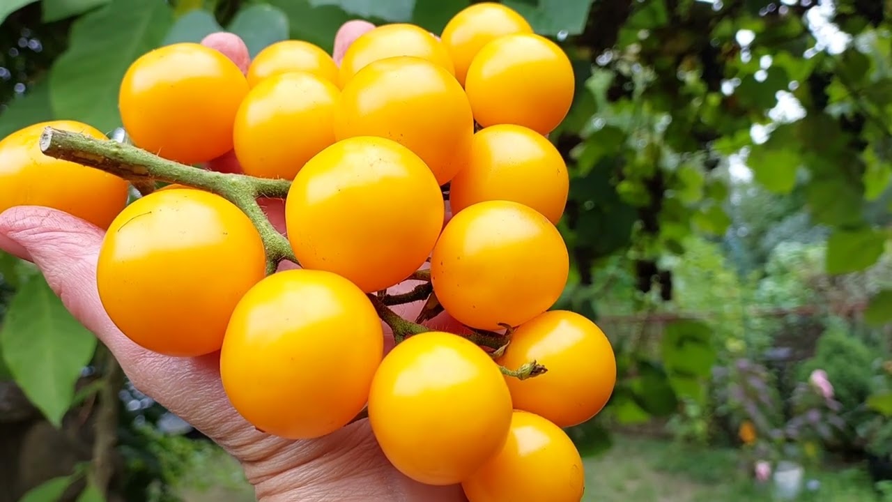 Pomidory koktajlowe Megagroniaste - Multiflory 